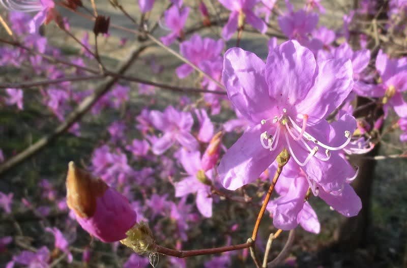 ヒュウガミツバツツジの花は ブーケ