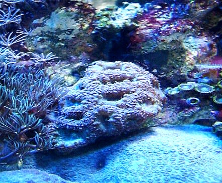 水槽のサンゴの寿命 他 海の物語 ホームマリンアクアリュウム