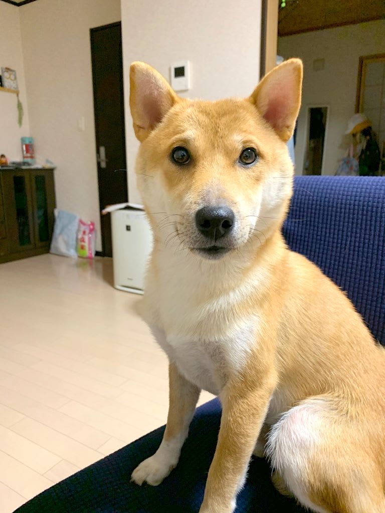 柴犬と皮膚病のお話 お外で遊ぼ 柴犬と皮膚病のお話 お外で遊ぼ