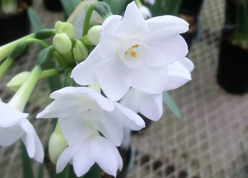 ペーパーホワイトの花は ブーケ
