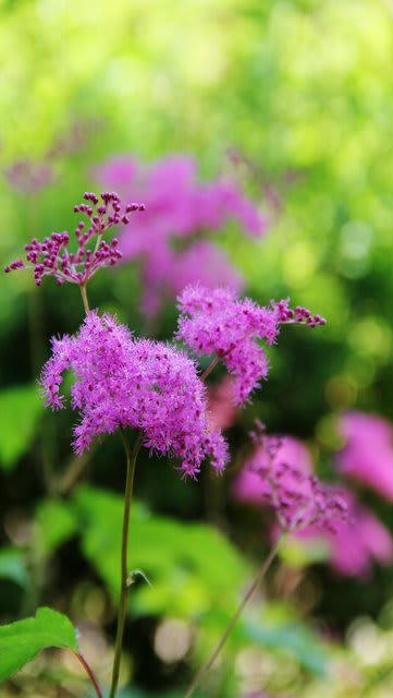 キョウガノコ 京鹿子 A子の花園 キョウガノコ 京鹿子 A子の花園