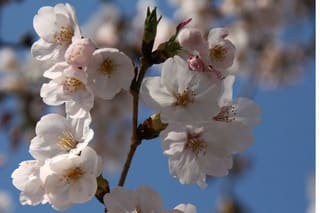 どんな時も、春はやってくる♪