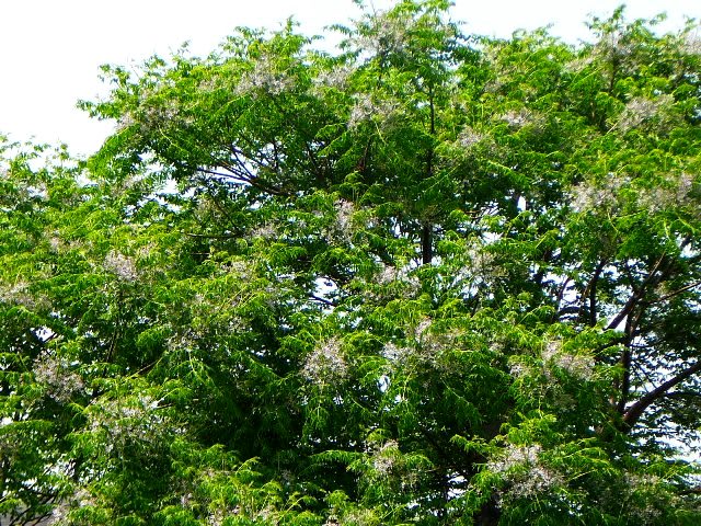 名木1号・栴檀の花の画像