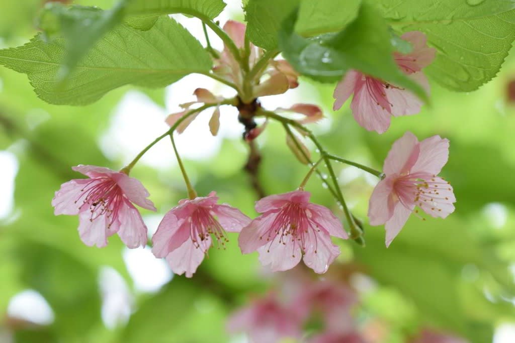 河津桜が葉桜に 代々木公園２０２０ ランシモ