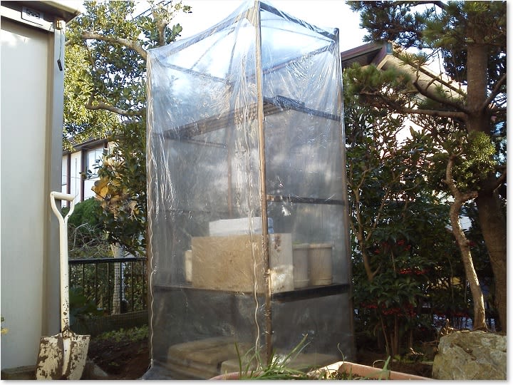 12月12日・ビニール温室を再設置し固定強化！ - ビギナーの家庭菜園