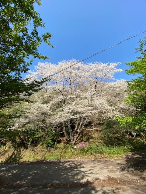 桜の 開花 情報