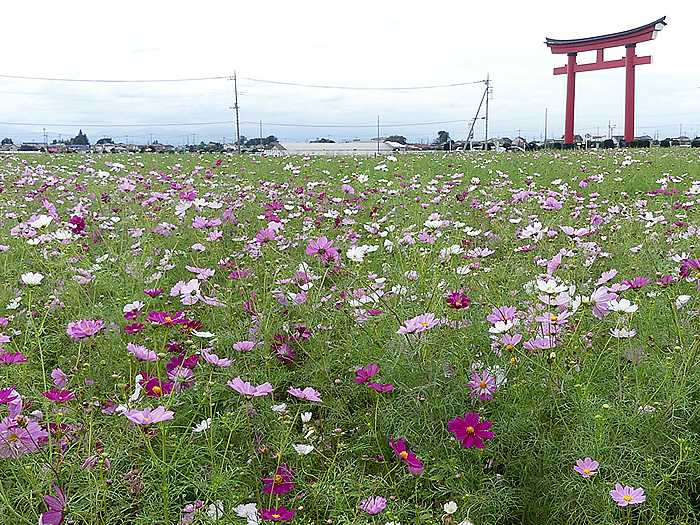 小泉稲荷大鳥居 小泉コスモスまつり 花恋人