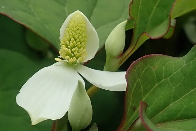 毎年恒例 ドクダミ茶作り 今年は ゴシキドクダミの植え替えも W Nokoの花図鑑 毎年恒例 ドクダミ茶作り 今年は ゴシキドクダミの植え替えも W Nokoの花図鑑