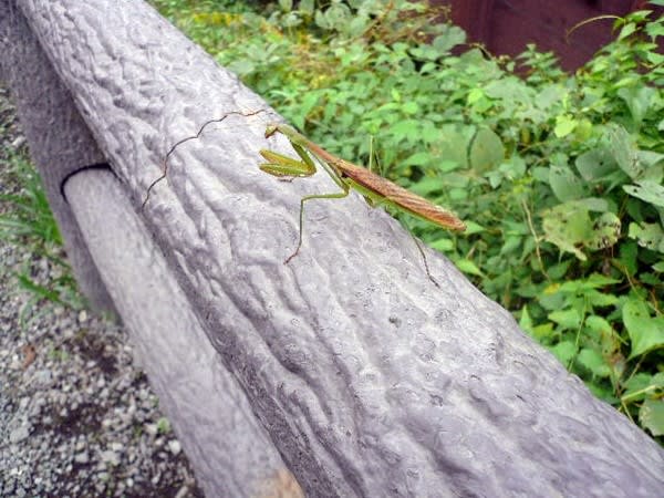2)カマキリ カマキリ
