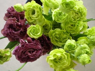 第395話 緑色の花が好き トルコキキョウ編 わんこちゃんの お花屋さん