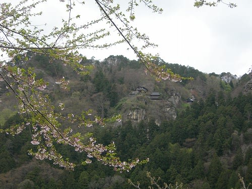 山寺風雅の国 八重桜が満開です Momogingarden