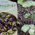 ＮＯ8　オダマキ‘レクレチャムゴールドの花芽