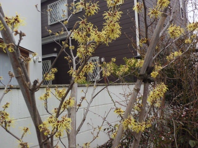 マンサク 万作 花熟里 けじゅくり の静かな日々 マンサク 万作 花熟里 けじゅくり の静かな日々