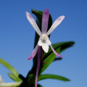 Neofinetiafalcata_8341 Neofinetiafalcata_8341