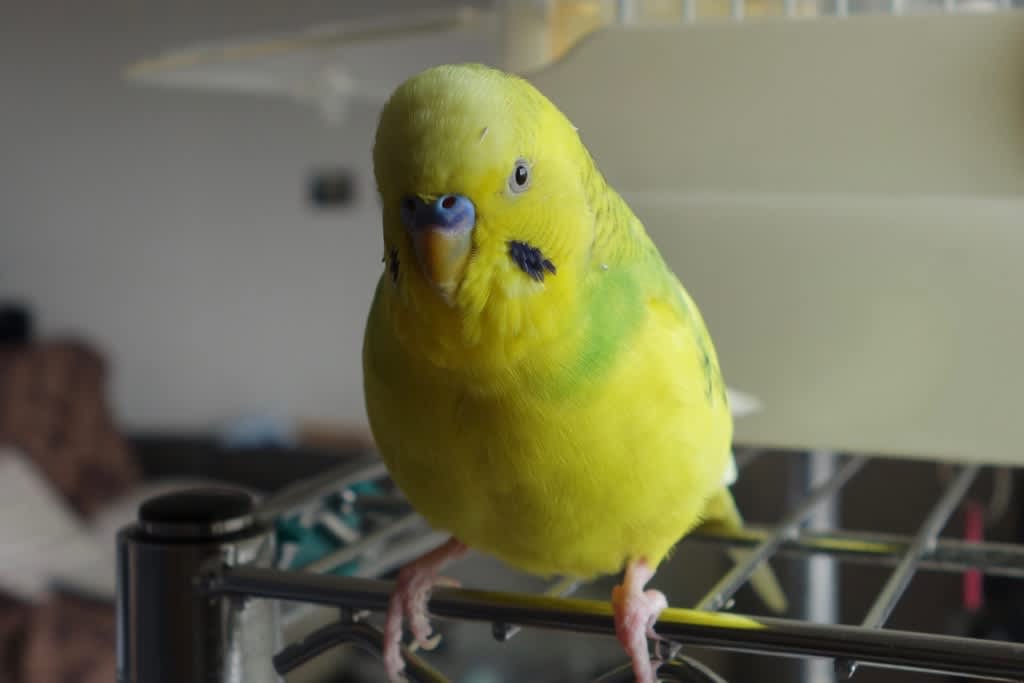 1985 セキセイインコも夢を見る かも 動画 セキセイインコに乗っ取られた 株式私情 My Stock News