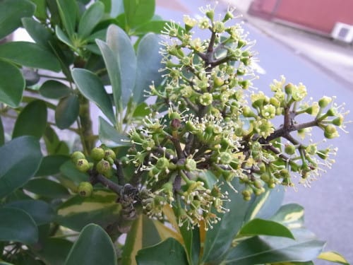 10 25 ヤドリフカノキ シェフレラ カポック の花 ｎｉｗａ ｎｉｈａ ｈａｎａ 庭には花