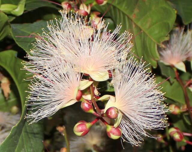 幻の花 サガリバナ 沖縄の史跡と沖縄四季の花 幻の花 サガリバナ 沖縄の史跡と沖縄四季の花
