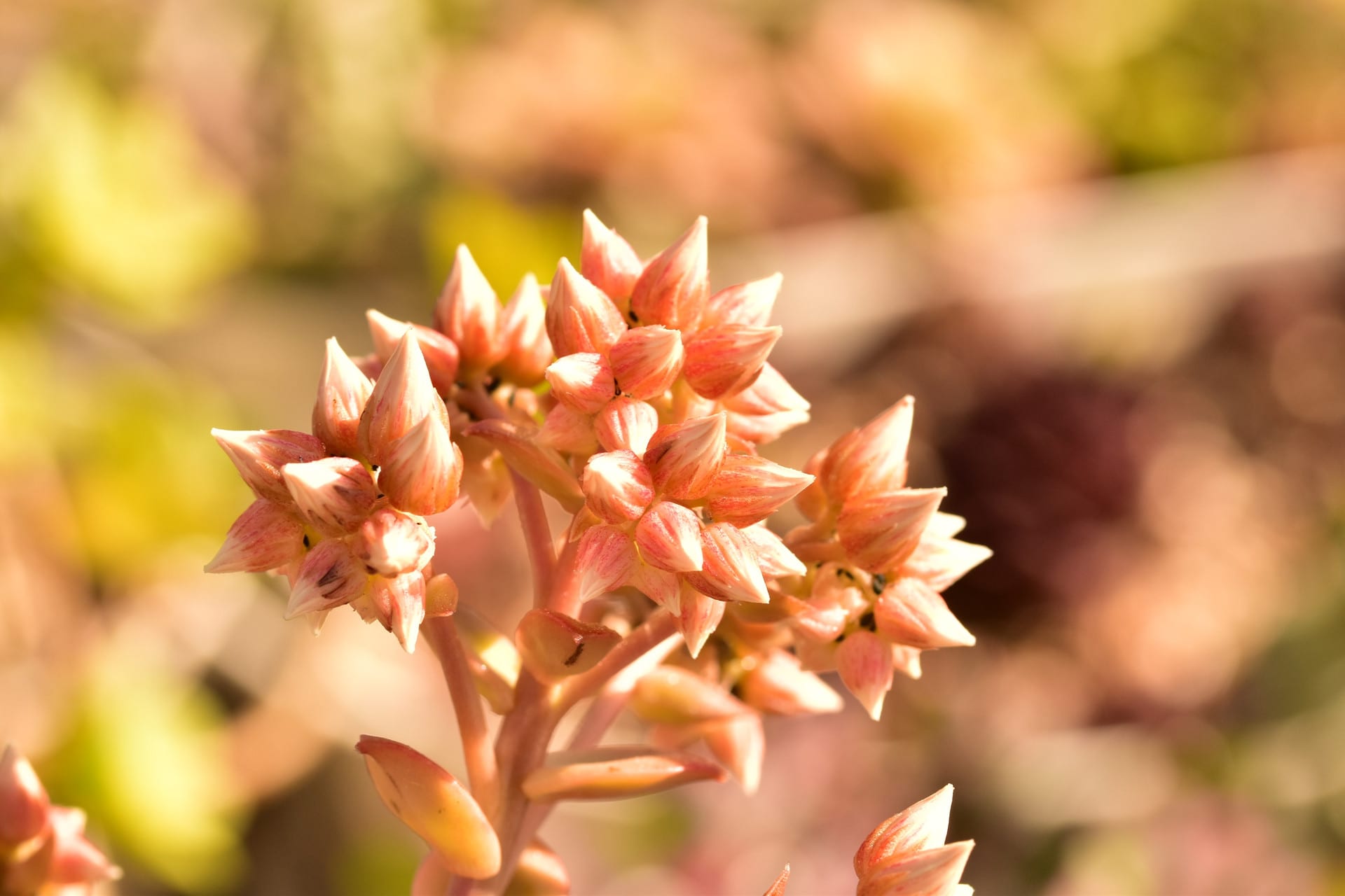 多肉植物 夕映えとサボテンの花 良かっtane ブログ 多肉植物 夕映えとサボテンの花 良かっtane ブログ