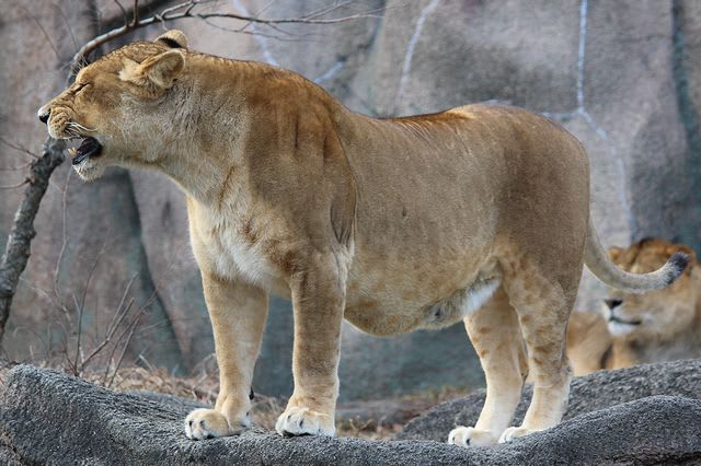 動物たちと 戯れに その3 ライオン ｖｓ タイガー ヤスケの空