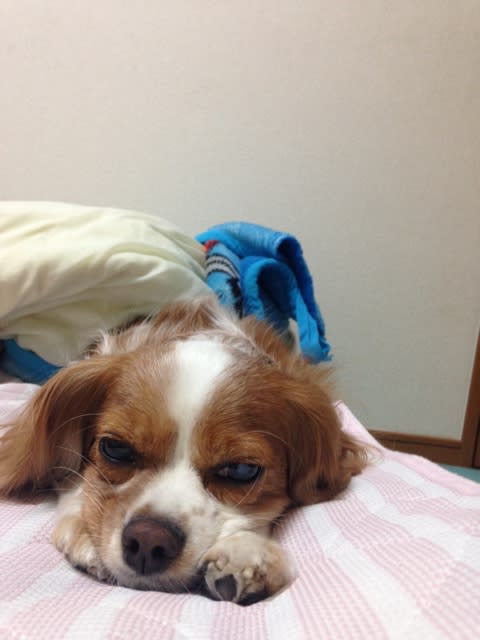 うちの犬がかわいすぎてどうしよう 北大柔道部ログ うちの犬がかわいすぎてどうしよう 北大柔道部ログ