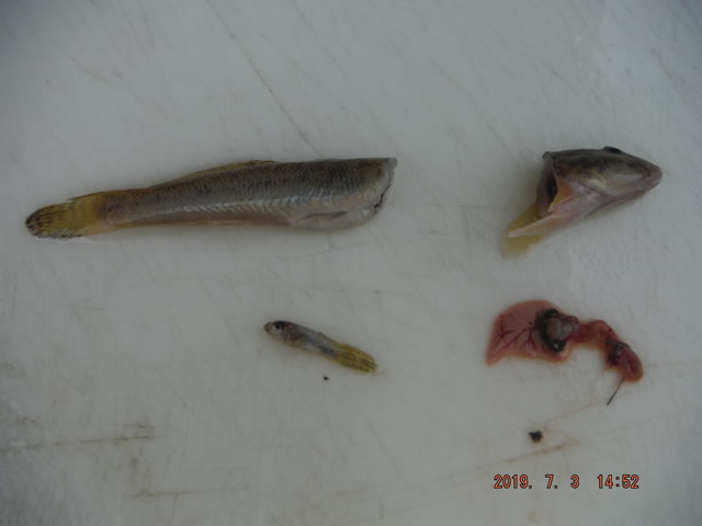 釣魚ハゼ唐揚げ用下処理 つりんぼ 釣魚ハゼ唐揚げ用下処理 つりんぼ