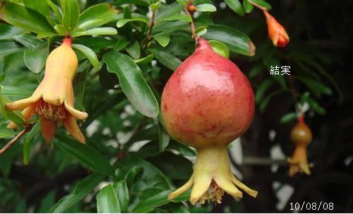 ザクロ 赤い花 花ざくろ 果実 里山コスモスブログ