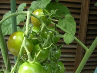 tomato30.jpg: ミニトマトが いろづきはじめた