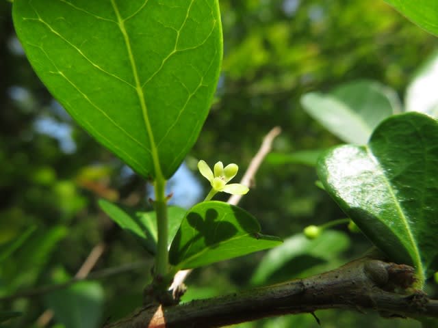 初夏の木々の花 燃える南のツツジ 京都府立植物園年6月 5 なつみかんの木々を見上げて 初夏の木々の花 燃える南のツツジ 京都府立植物園年6月 5 なつみかんの木々を見上げて