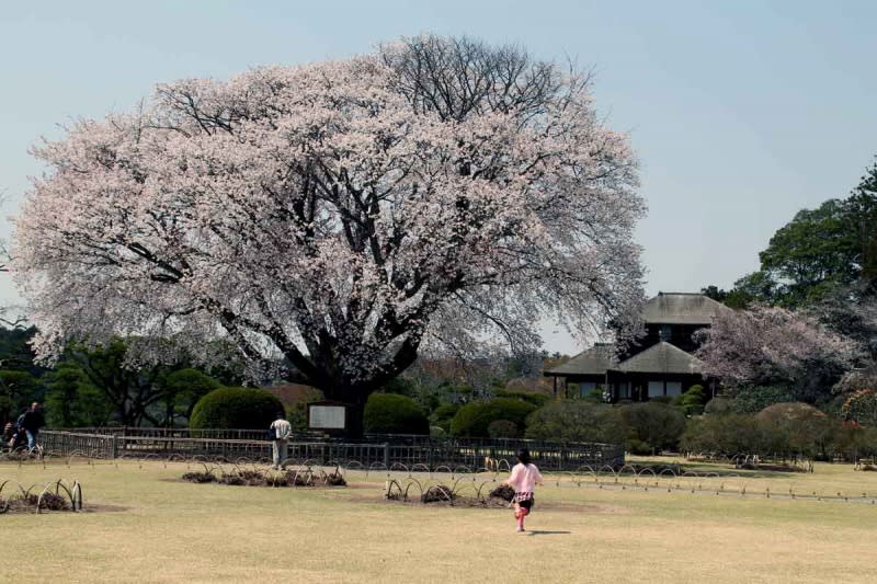 水戸偕楽園 左近桜 千波湖 桜を見に行ってきました 写真で綴るすぎさんのブログ 我孫子発信