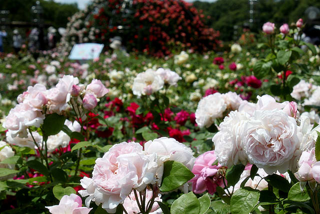 岐阜県可児市 花フェスタ記念公園 バラ園へ 輝く季節と共に Again 爽やかな風 澄みきった空 そして輝く太陽のように