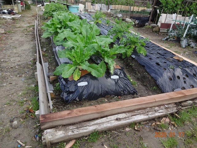 1坪百姓 入口畝の土留め工事完了 01 18 1坪百姓の気まぐれ菜園