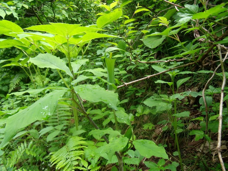 Dscf2731 Dscf2731