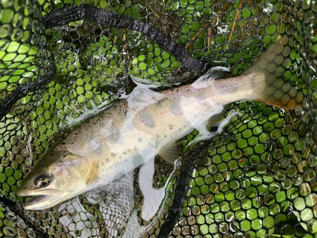 ルアー釣果 久多川釣り情報 あまご いわな 鮎