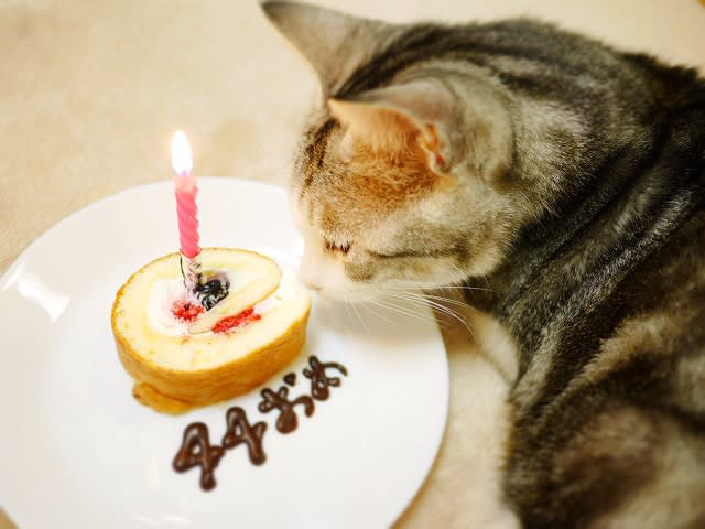 お誕生日の自作ケーキ プレゼント う にゃんっ