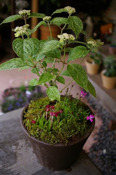 玉の露 母の日限定 山あじさいの寄せ植え ふわりのにちにち 造園家 野草家の武蔵野の山野草と雑木の庭づくり