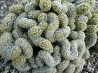 アインシュタイン 上総の写真 クリックすると壁紙サイズの写真 画像 になります