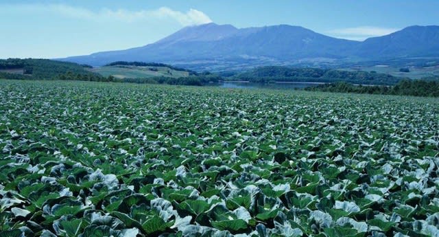 27 群馬県のキャベツ 地理総合 地理総合の研究 付18年センター地理ａｂ本試 追試解説