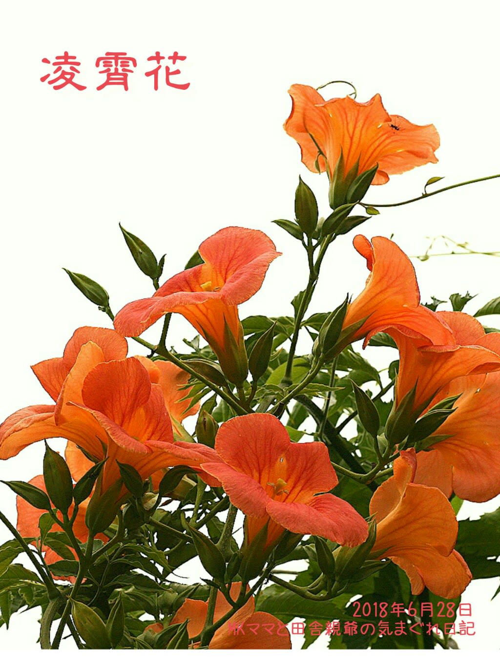 真夏に鮮やかなオレンジ色 凌霄花が綺麗です Mkママと田舎親爺の 四季つれづれ