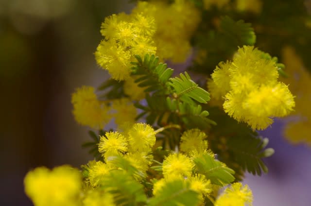 ミモザアカシア 春を黄色で告げる花木は4月3日の誕生花 Aiグッチ のつぶやき