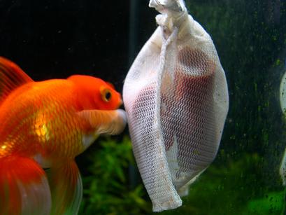 プレコがエラ病 回復 ソウルで金魚