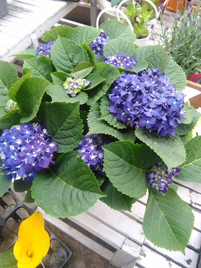 ご注文の濃紺の紫陽花 寄せ植え並べてみました 作製して二時間でリメイクした寄せ植え Nae 苗 多肉ガーデン ブログ