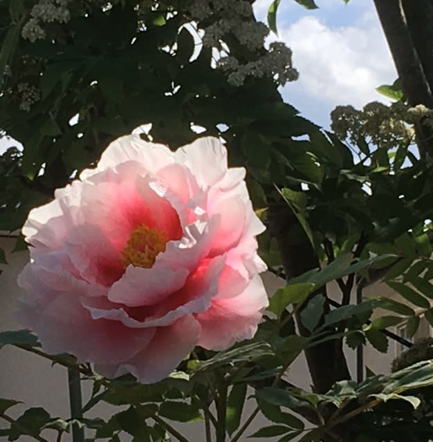 牡丹の花が咲きました 葉っぱのニッキ