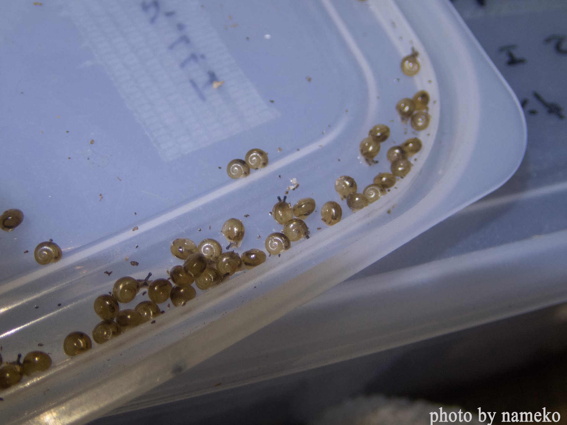 またまた幼貝誕生 バカデミック採集生活