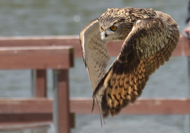 世界の鳥 1 フクロウ系 r1 5 2 鳥に魅せられて 世界の鳥 1 フクロウ系 r1 5 2 鳥に魅せられて