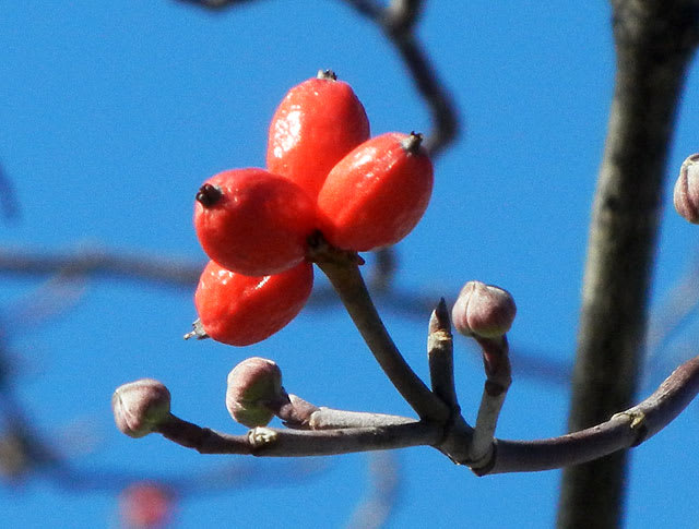 ハナミズキ 花水木 の赤い実と春を待つ蕾 アルママの気まぐれ日記