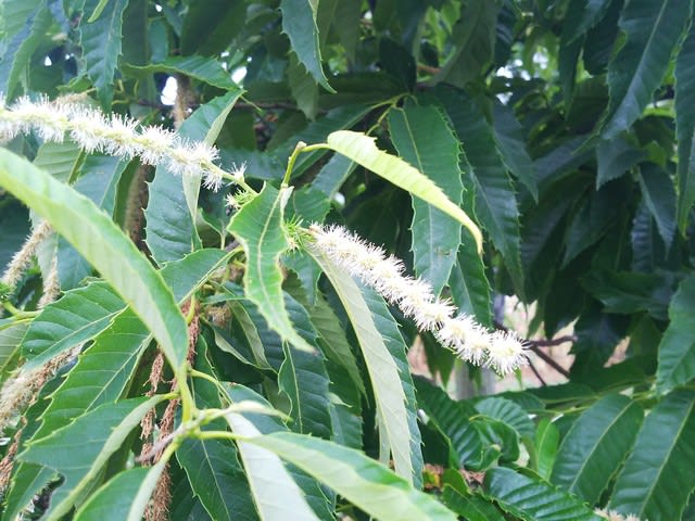 大麦 小麦 栗の花 にゃおん雑記