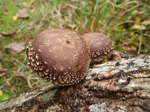 我が家で感じる秋 冬へ 行雲流水 季節の花とともに 我が家で感じる秋 冬へ 行雲流水 季節の花とともに