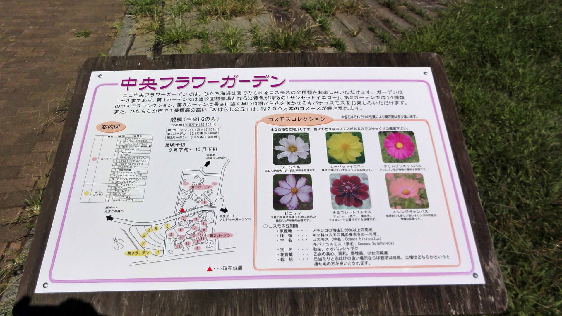 Uritobooの日本全国散策旅日記 国営ひたち海浜公園のコスモス Uritobooの日本全国散策旅日記 国営ひたち海浜公園のコスモス