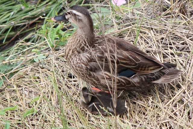 カルガモの赤ちゃん のブログ記事一覧 十人十色 もよう