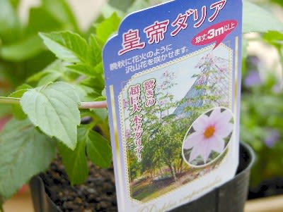 皇帝ダリア の苗 買いました Tamaと花たち 皇帝ダリア の苗 買いました Tamaと花たち